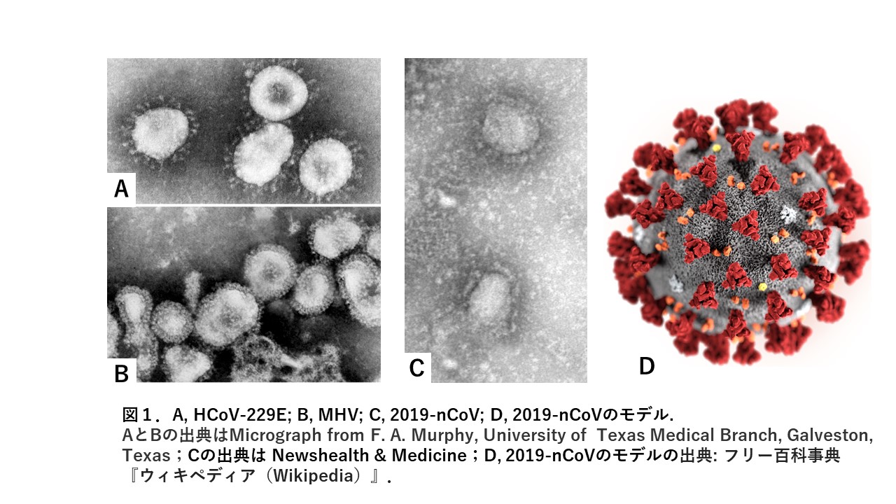 コロナウイルス 19 Ncov Vispot株式会社 バイスポット コロナウイルス 19 Ncov Vispot株式会社 バイスポット